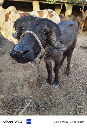 પાડો વેચવાનો છે