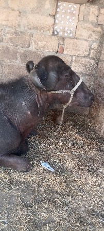 વેસવાની છે