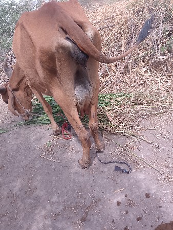 ગાય