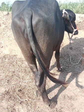 પેલા વેતરમાં બે ખડેલી