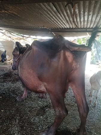 પારેઠ ભેંશ વેચવાની છે