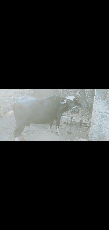 ભેંસ વેચવાની છે