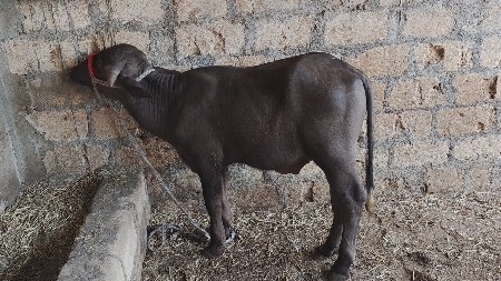 પાડો વેચવાનો છે