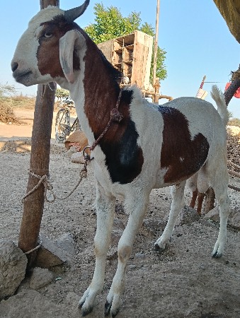 વોર્ડ નંબર જિલ્લો