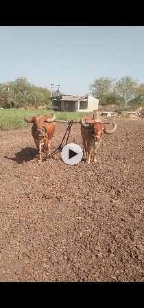 ખાતરી બંધ બરદ વેચવાના છે