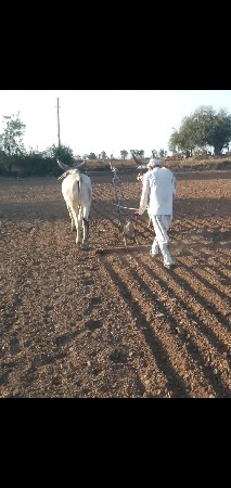 ચાર દાતે વઢિયારા વેચવાનાછે