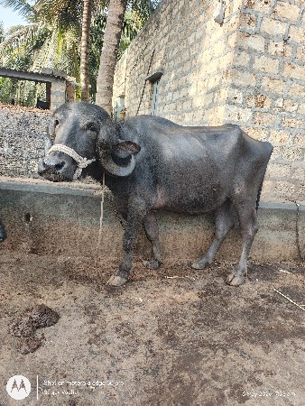 જાફરી ખડે ઓરિયાનલ