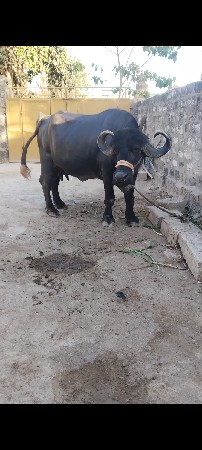 આ ભેંસ વેચવાની છે
