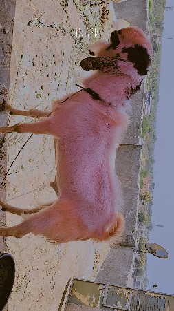 bakra