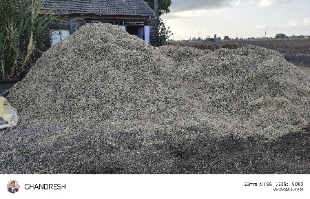 અડદનો ભુકો વેશ્વાનો છે