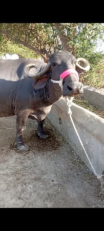 bhes vechvani che