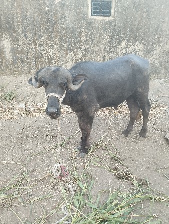 આપાડોવેચવાનોછે