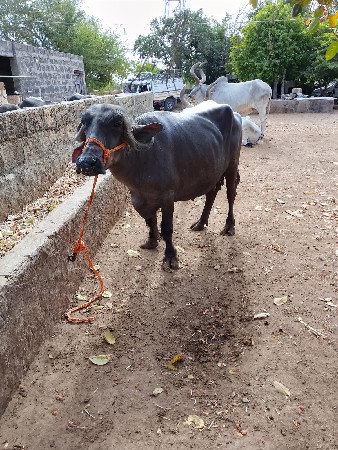 ભેશૂ