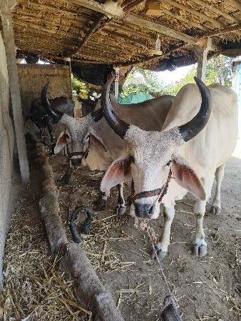 ચોટીલા ચોટીલા ગામમાં છે