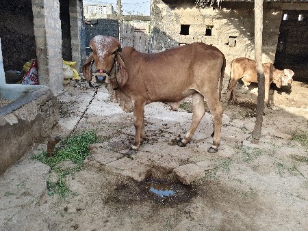 ગિર હોડકી