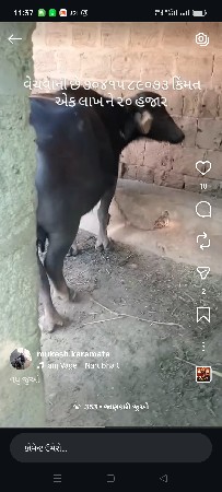 ભેંસ વેચવાની છે