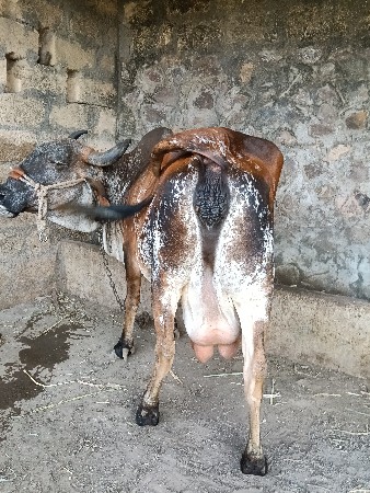 વેચવાની છે