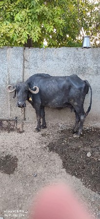વેચવાની છે