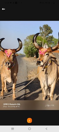 ફુલ જવાબ સે બળદ