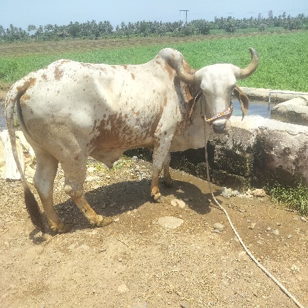 બળદ વેચવાનું છે