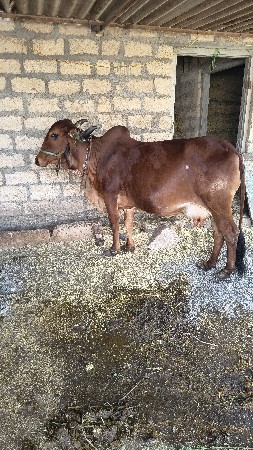 vesvani che