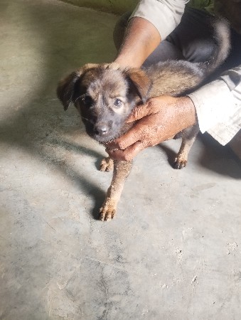 વેચવાનો