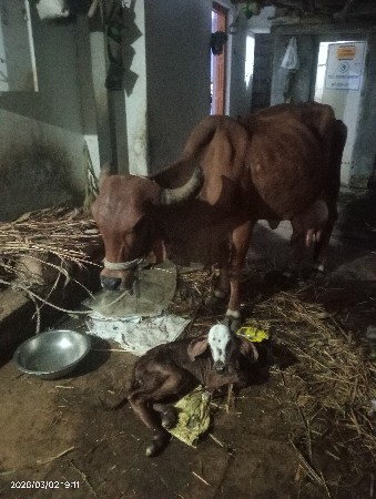 gir gay veshavani se 3 vetar