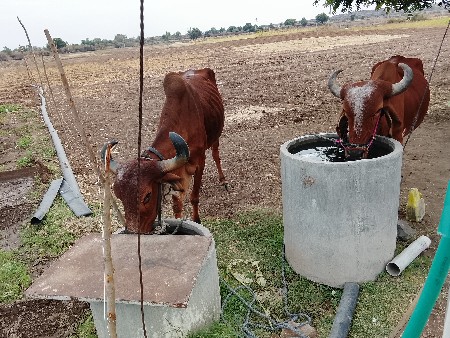 બળદ વેચવાના છે