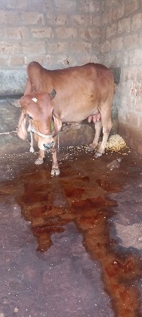 ગાય વેચવાની છે