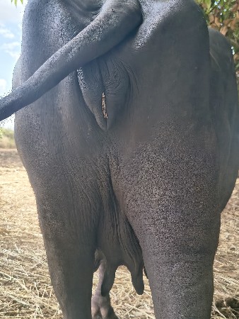 ભેંશ વેચવાની