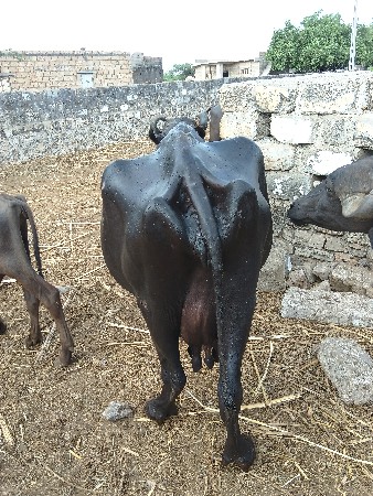 ભેંસ વેચવાની છે