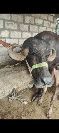 પહેલું વેતર વ્યાલ