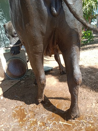 પેલું  વેતર