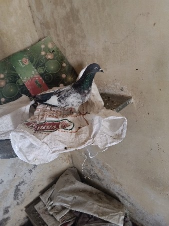 મારવાળા વિડિઓ મળી જશે