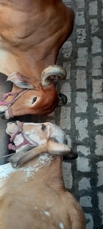 બળદ વેચવાના છે