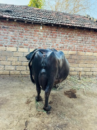 ભેંસ વેચવાની છે