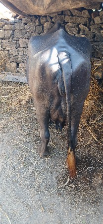 ભેશ વેચવાનિ છે બે ભેસછે એક ભેસ