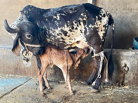 કાળી કાબરી ગાય વેચવાની છે