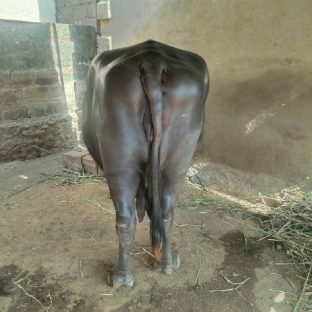 ભેંસ વેચવાની છે