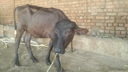 જાફરાબાદી પાડી વેચવાની છે