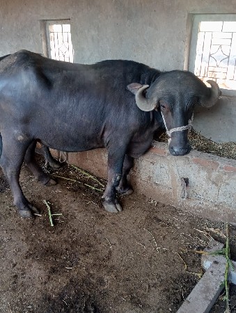 ખડેલી વેચવાની છે