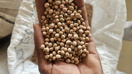 તુવેર બિયારણ 
ક્રીમ બોલ્ટ