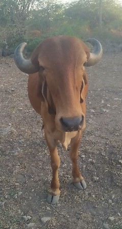 વેચવાનો