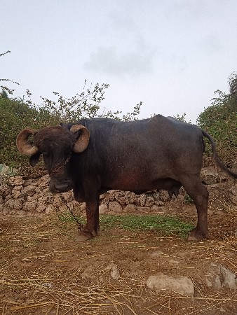 ભેસ વેચવાની છે