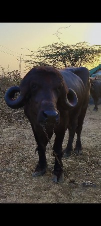 પાંકડે છ જામખંભાળીયા ની બાજુમાં