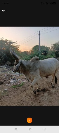 આ બરધ વેચવાનો છે ડાબીયાર હાલે