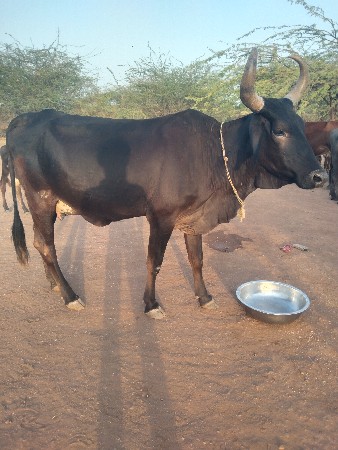 એક જર્સી ગાય વેચવાની છે