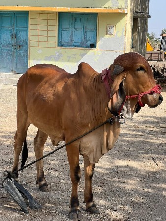 15 મહિનાની હોડકી