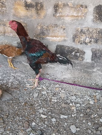 અસીલ