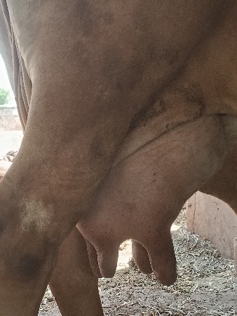 વેસાવની
